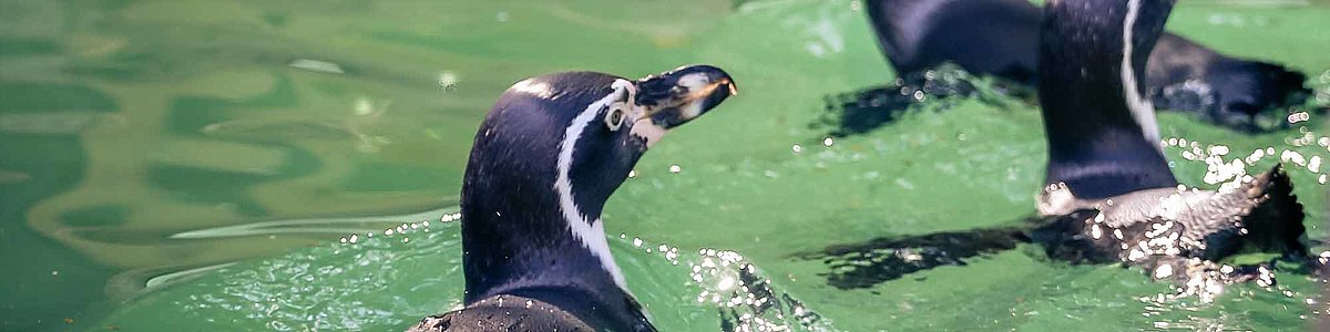 pinguine-tierpark-zittau.jpg 